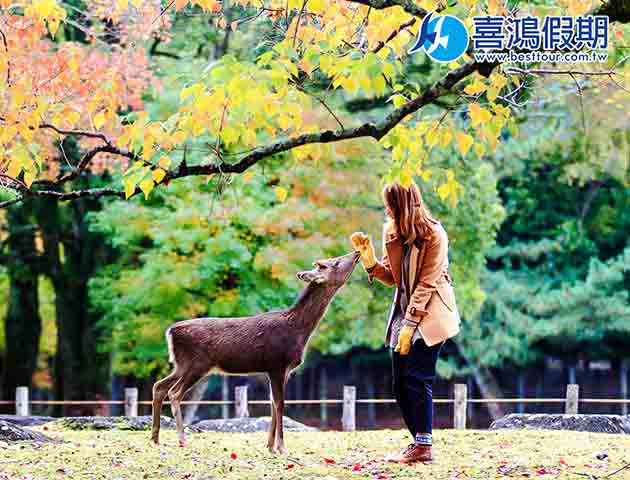 奈良自由行：怎麼看都是被鹿追之旅啊